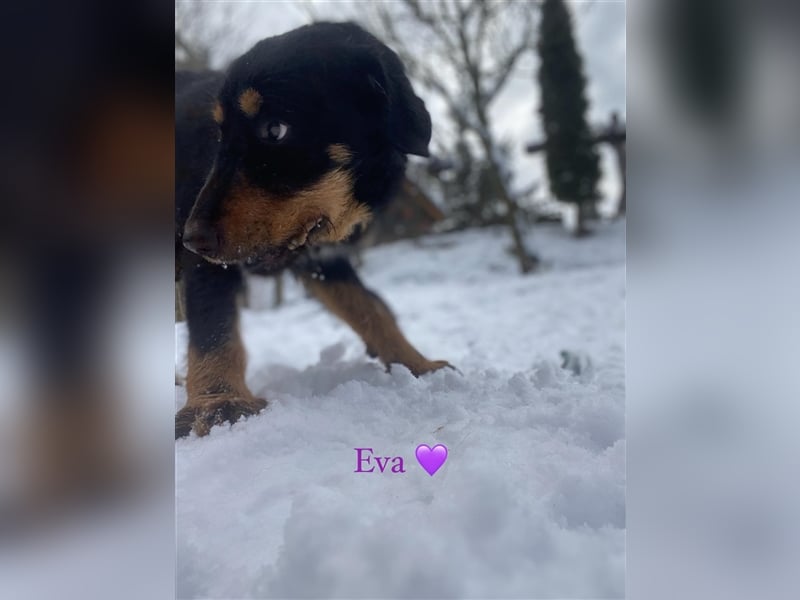 Eva - DJT Deutsche jagdterrier Mix