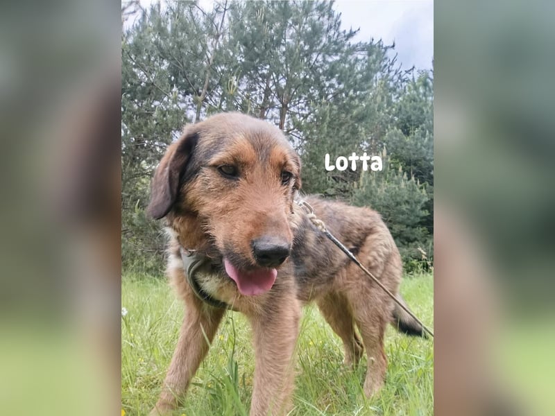 Lotta - Jagdterrier Mix