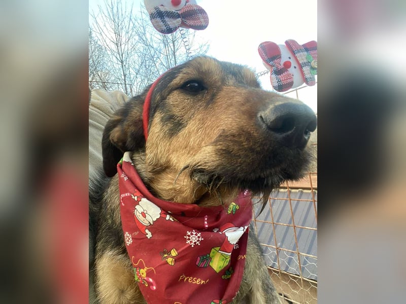 Lotta - Jagdterrier Mix