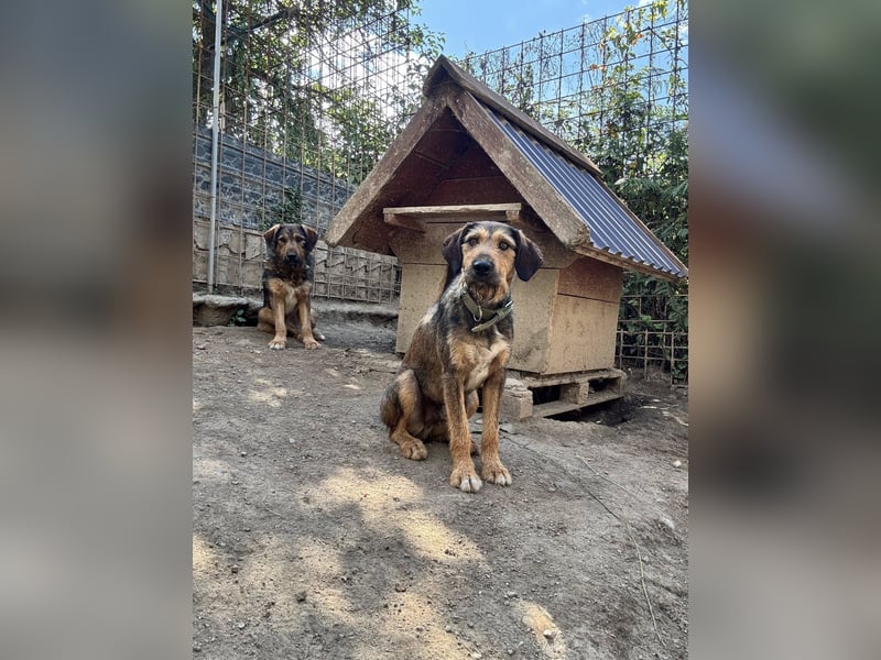 Lotta - Jagdterrier Mix