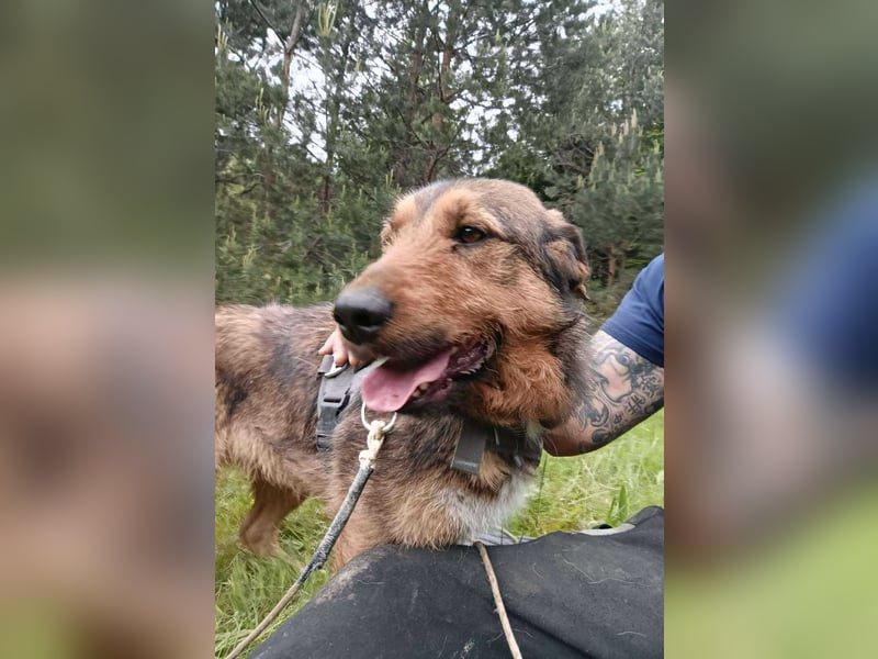 Lotta - Jagdterrier Mix