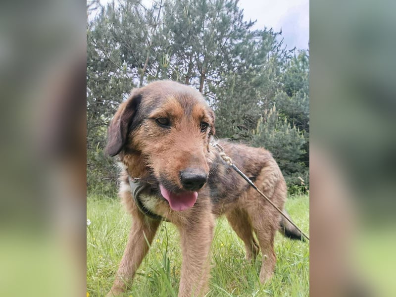 Lotta - Jagdterrier Mix