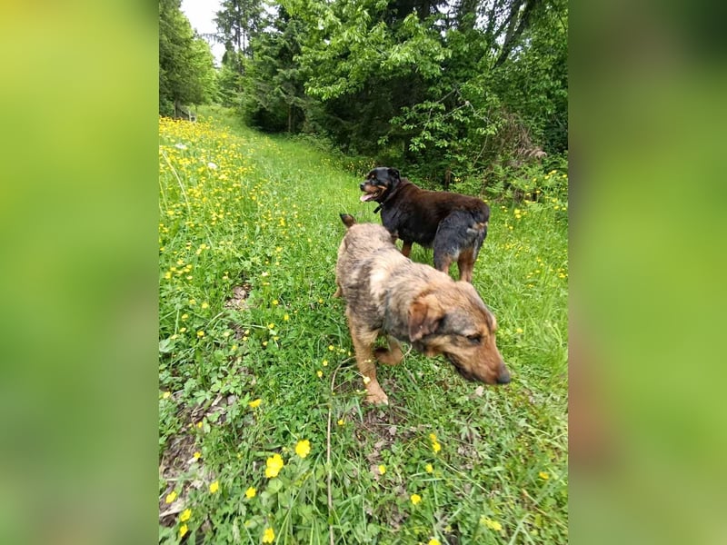 Lotta - Jagdterrier Mix