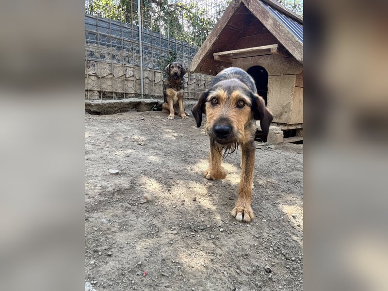 Lotta - Jagdterrier Mix