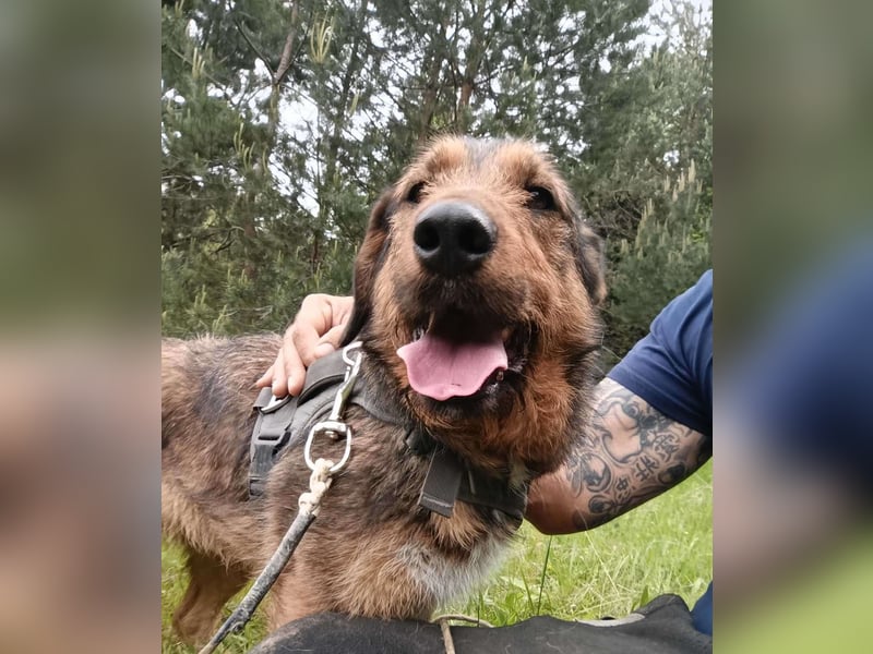 Lotta - Jagdterrier Mix