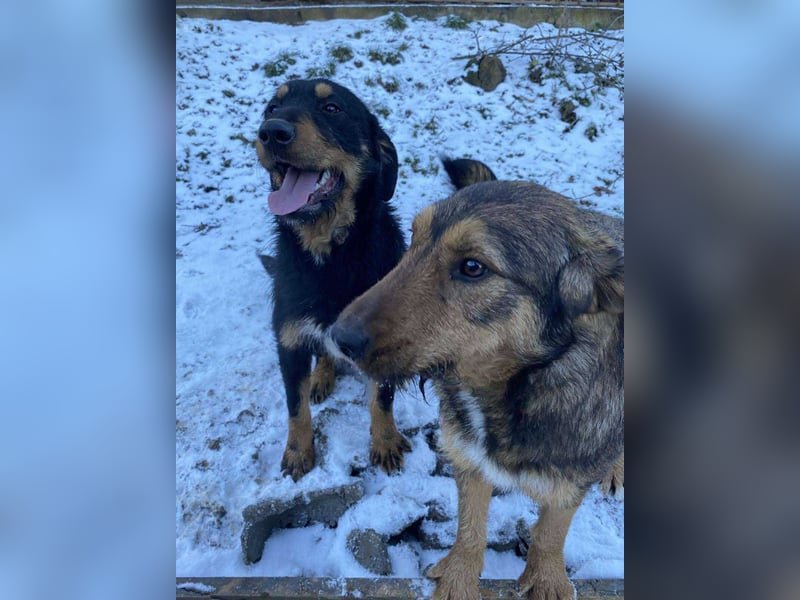 Lotta - Jagdterrier Mix