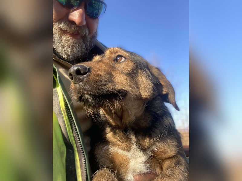 Lotta - Jagdterrier Mix