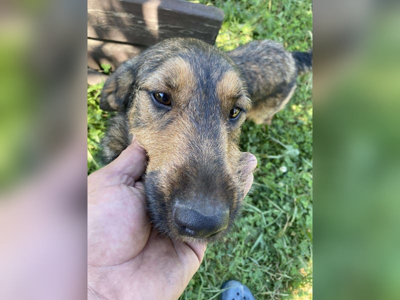 Lotta - Jagdterrier Mix