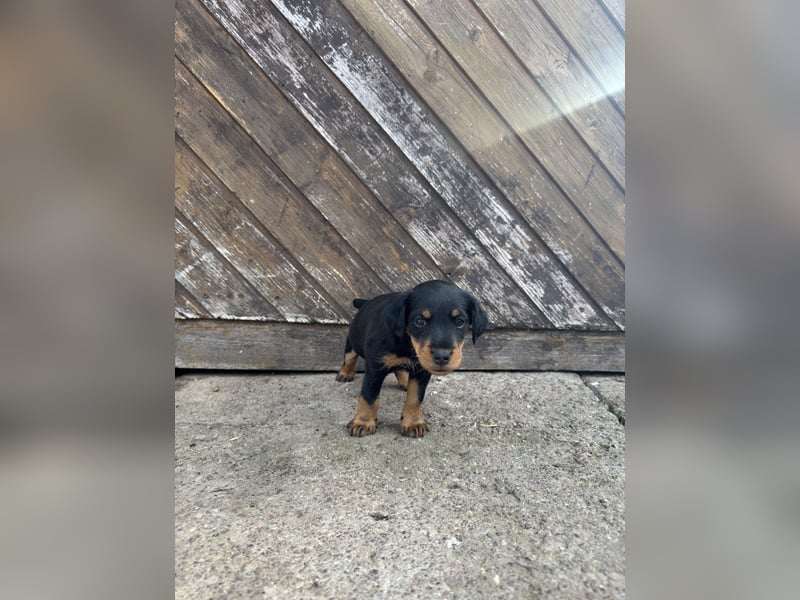 C-Wurd vom Höfflerfeld - Deutscher Jagdterrier