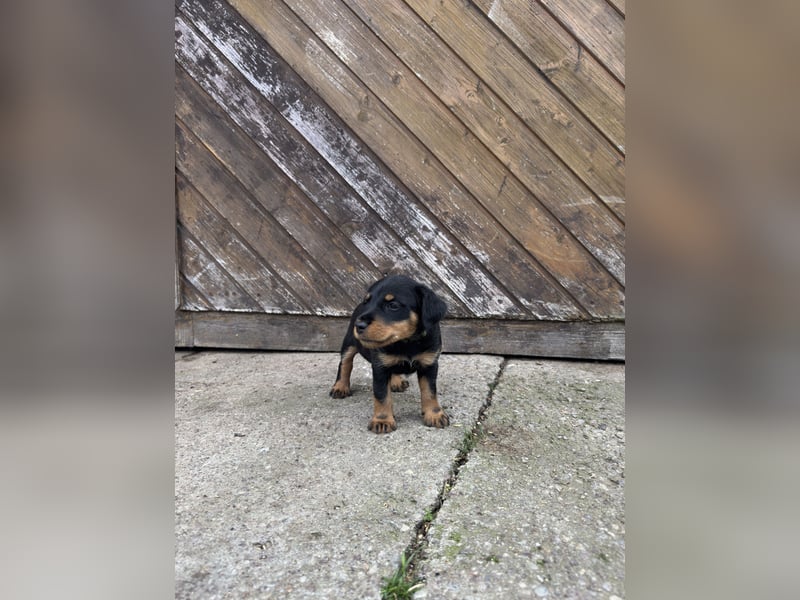 C-Wurf vom Höfflerfeld - Deutscher Jagdterrier
