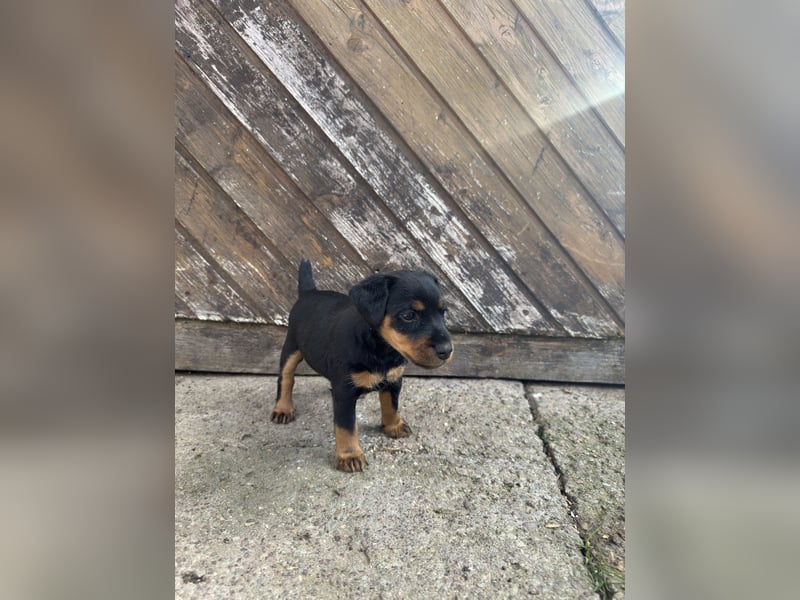 C-Wurf vom Höfflerfeld - Deutscher Jagdterrier