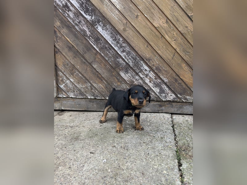 C-Wurf vom Höfflerfeld - Deutscher Jagdterrier