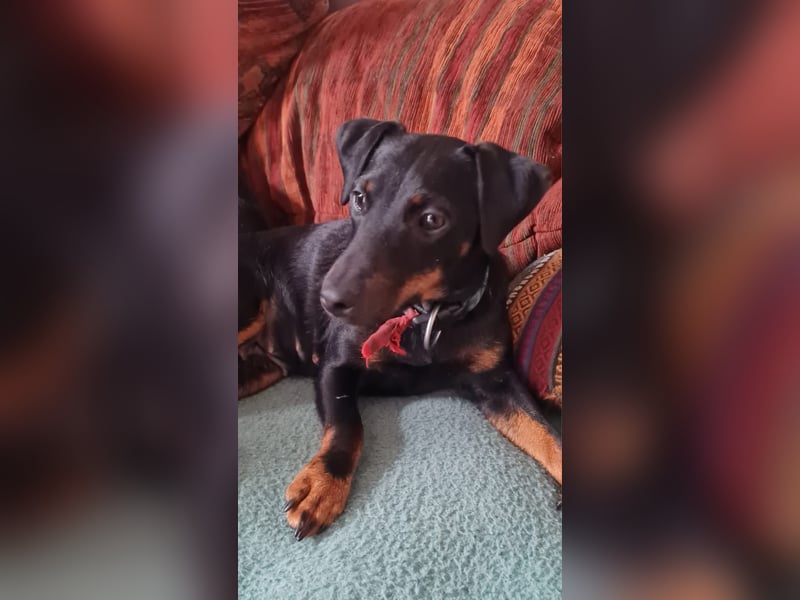 Deutsche Jagd Terrier