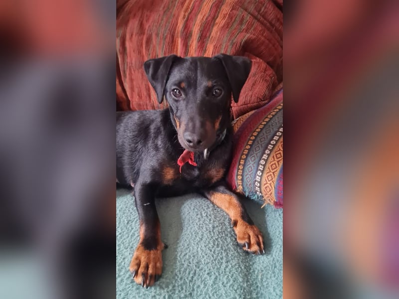 Deutsche Jagd Terrier