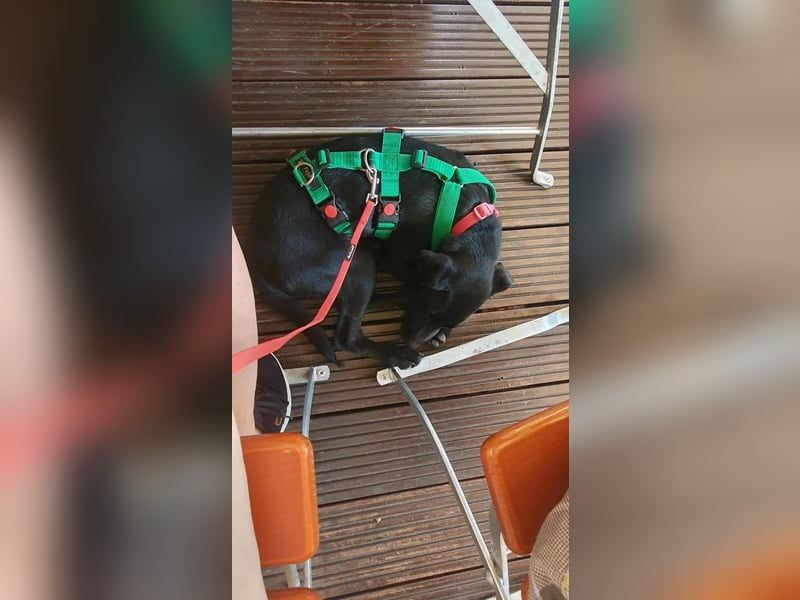 süße kleine Nova sucht ihre Familie