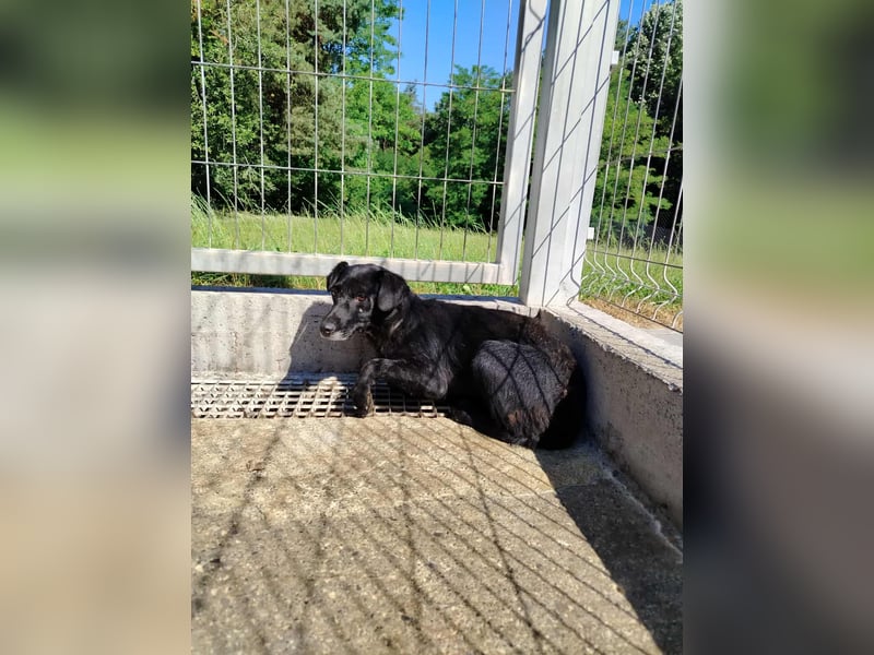 zierliche kleine Terrier Mischlings Hündin Lilly sucht ein Zuhause oder PS