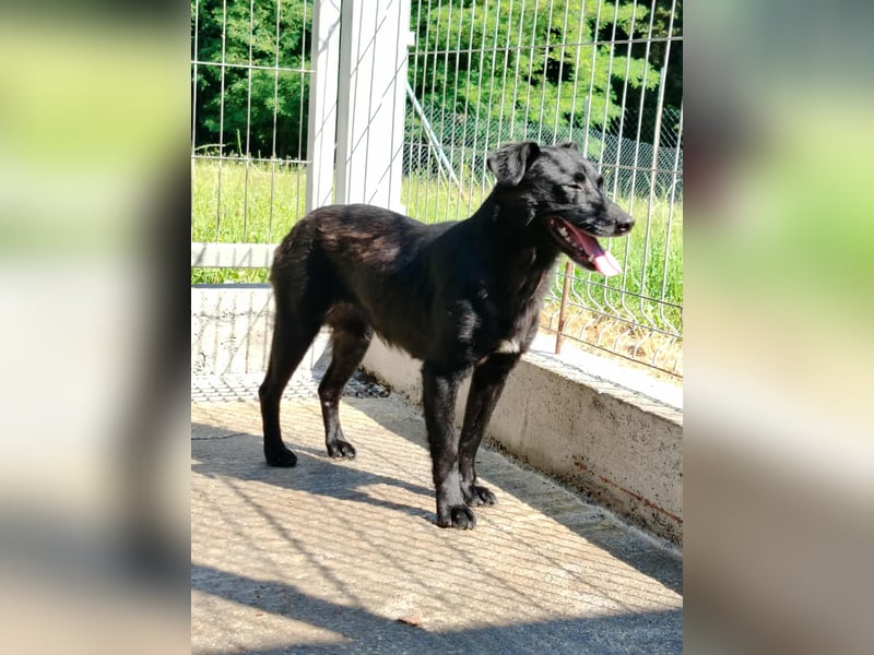 zierliche kleine Terrier Mischlings Hündin Lilly sucht ein Zuhause oder PS
