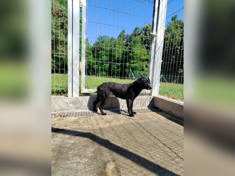 zierliche kleine Terrier Mischlings Hündin Lilly sucht ein Zuhause oder PS