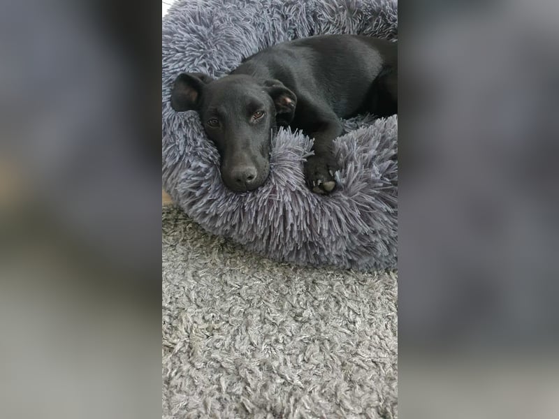 süße kleine Nova sucht ihre Familie