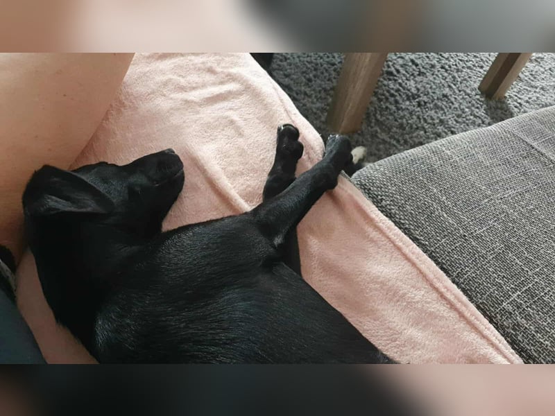 süße kleine Nova sucht ihre Familie