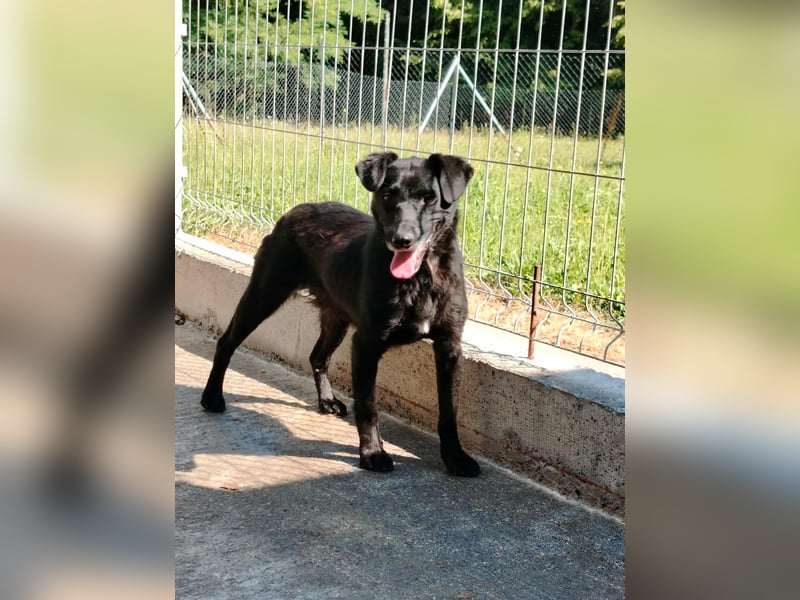 zierliche kleine Terrier Mischlings Hündin Lilly sucht ein Zuhause oder PS