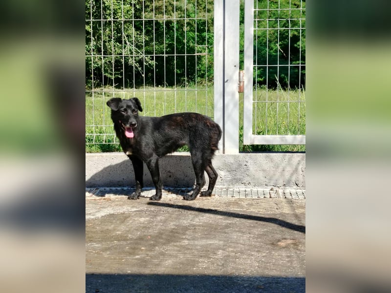 zierliche kleine Terrier Mischlings Hündin Lilly sucht ein Zuhause oder PS