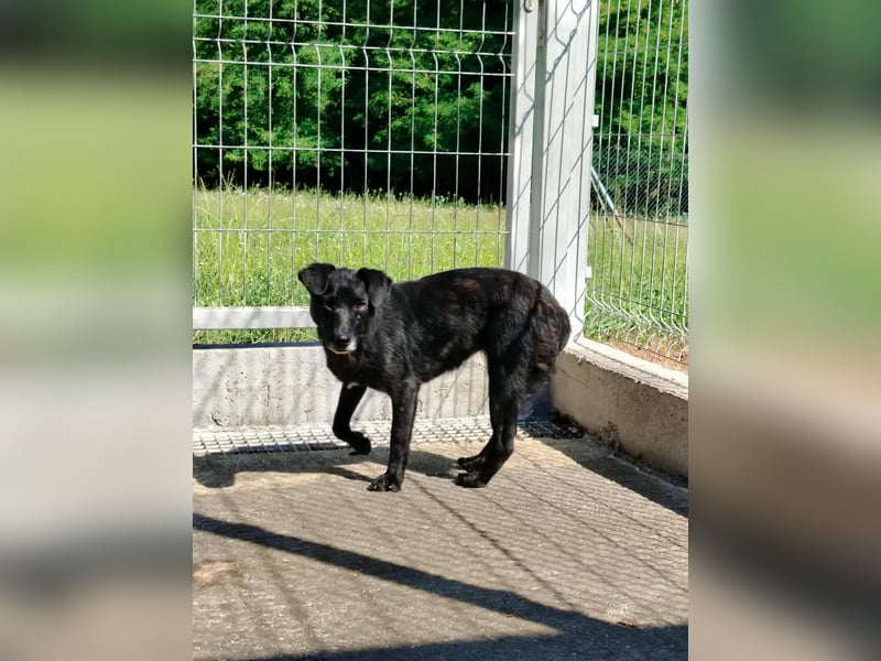zierliche kleine Terrier Mischlings Hündin Lilly sucht ein Zuhause oder PS