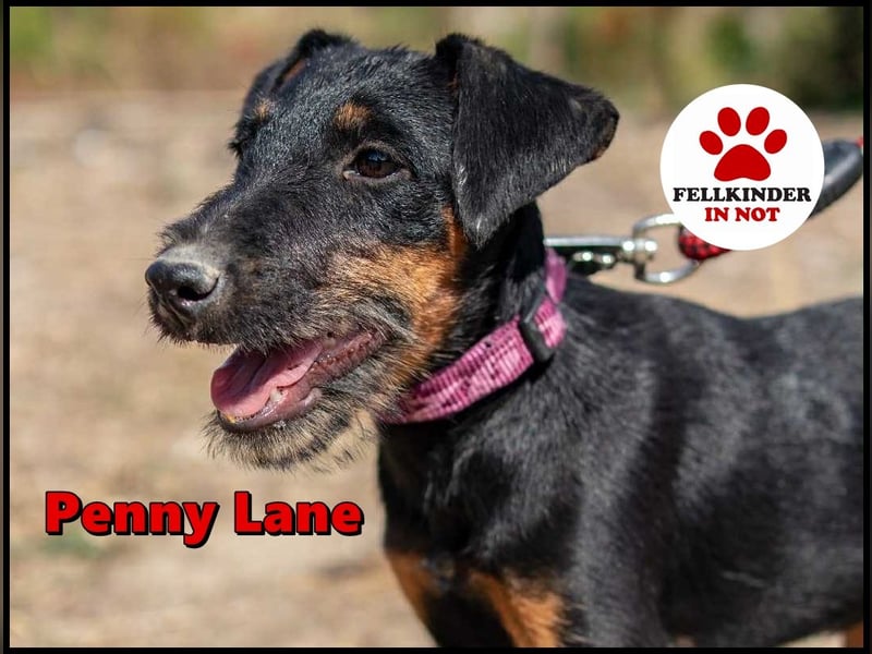 Junghündin, Welpe, Deutscher Jagdterrier Hündin Penny Lane sucht....