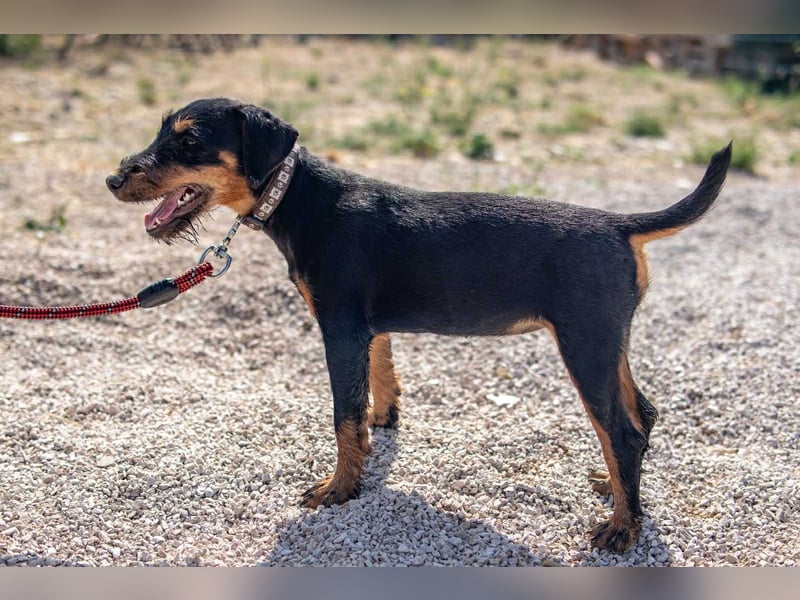Junghündin, Welpe, Deutscher Jagdterrier Hündin Honey Pie sucht....