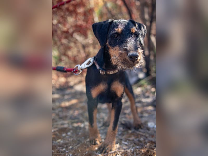 Junghündin, Welpe, Deutscher Jagdterrier Hündin Honey Pie sucht....
