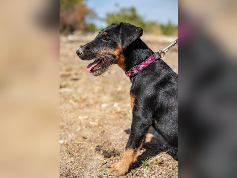 Junghündin, Welpe, Deutscher Jagdterrier Hündin Penny Lane sucht....