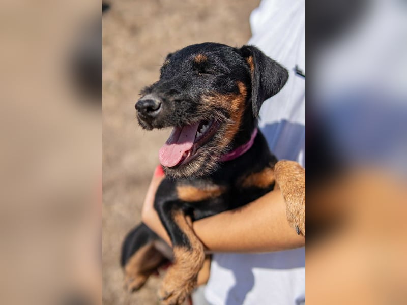 Junghündin, Welpe, Deutscher Jagdterrier Hündin Penny Lane sucht....