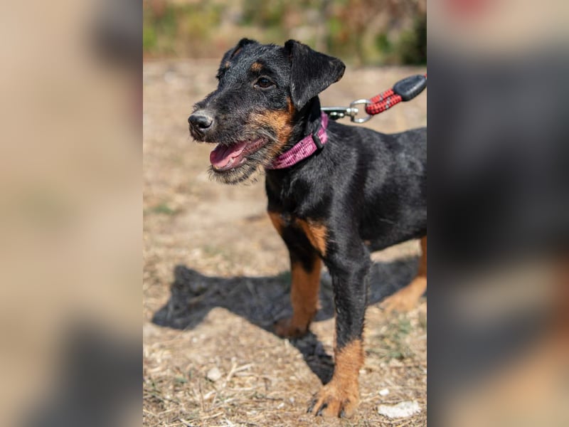 Junghündin, Welpe, Deutscher Jagdterrier Hündin Penny Lane sucht....