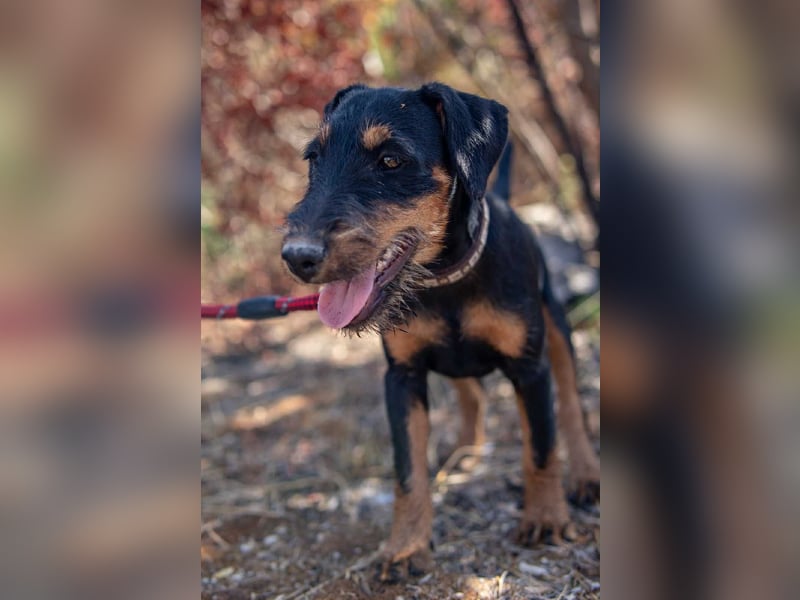 Junghündin, Welpe, Deutscher Jagdterrier Hündin Honey Pie sucht....