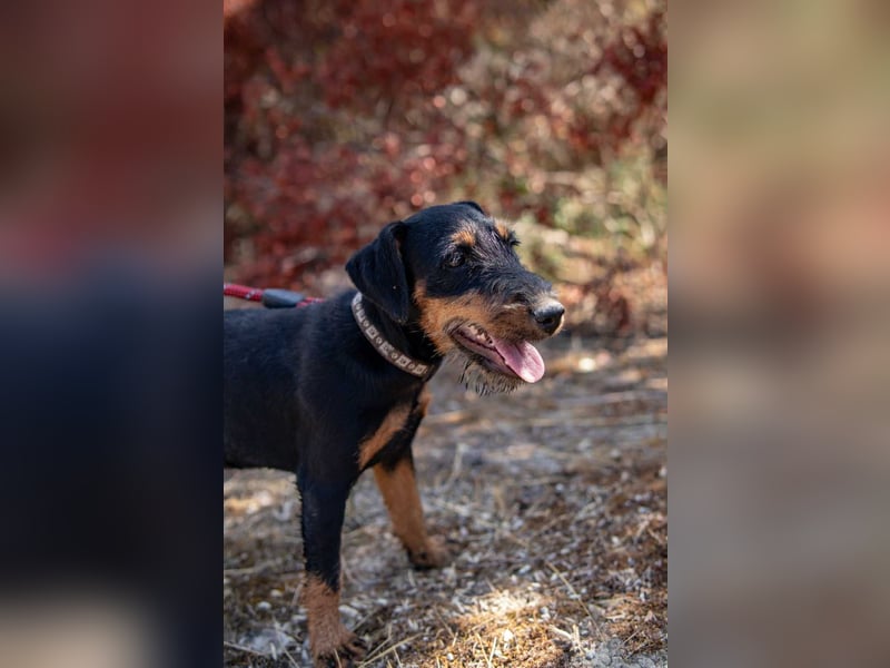 Junghündin, Welpe, Deutscher Jagdterrier Hündin Honey Pie sucht....