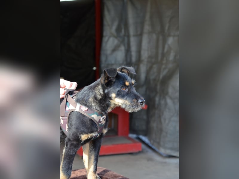 Kleiner Held Batman sucht sein Körbchen