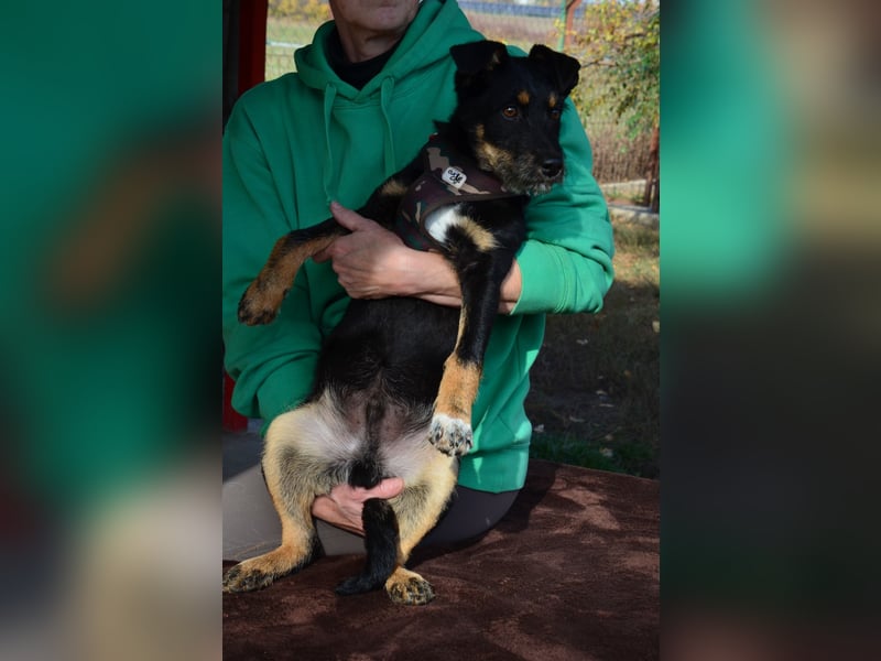 Kleiner Held Batman sucht sein Körbchen