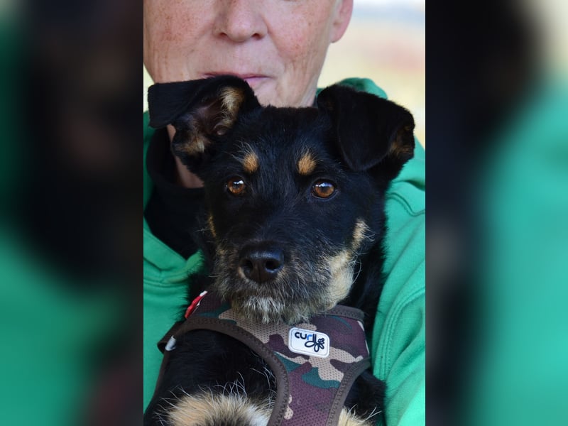 Kleiner Held Batman sucht sein Körbchen