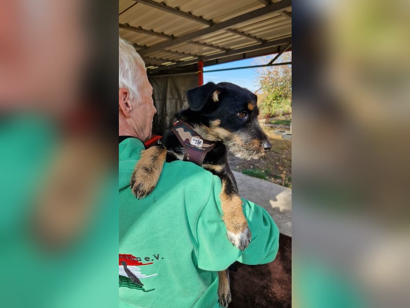 Kleiner Held Batman sucht sein Körbchen