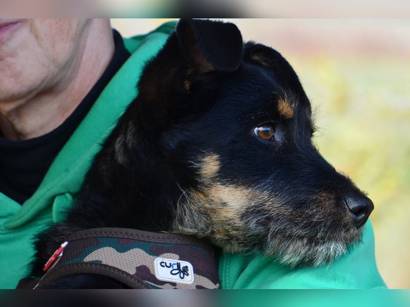 Kleiner Held Batman sucht sein Körbchen