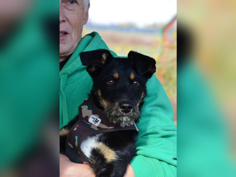 Kleiner Held Batman sucht sein Körbchen