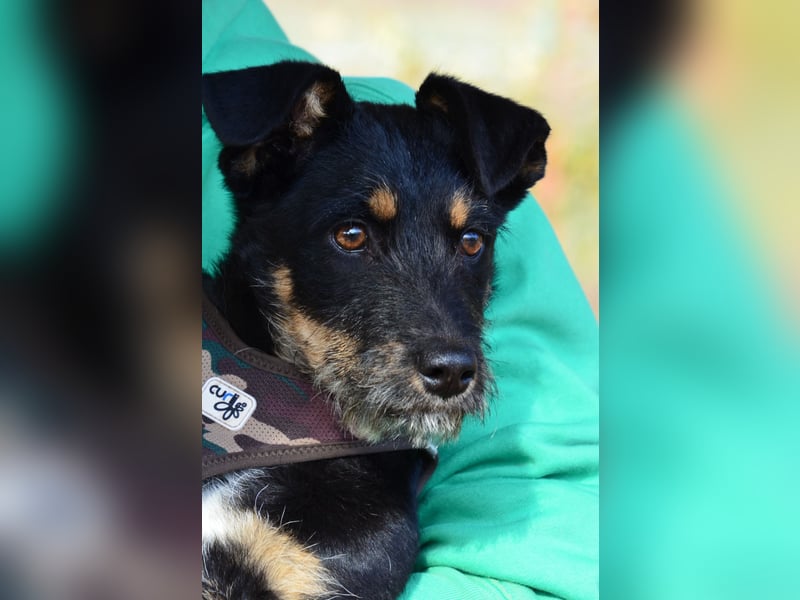 Kleiner Held Batman sucht sein Körbchen