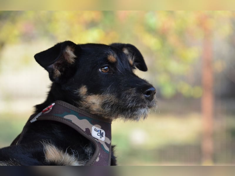 Kleiner Held Batman sucht sein Körbchen