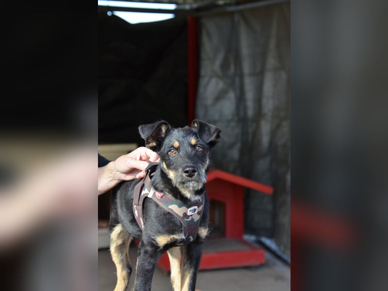 Kleiner Held Batman sucht sein Körbchen