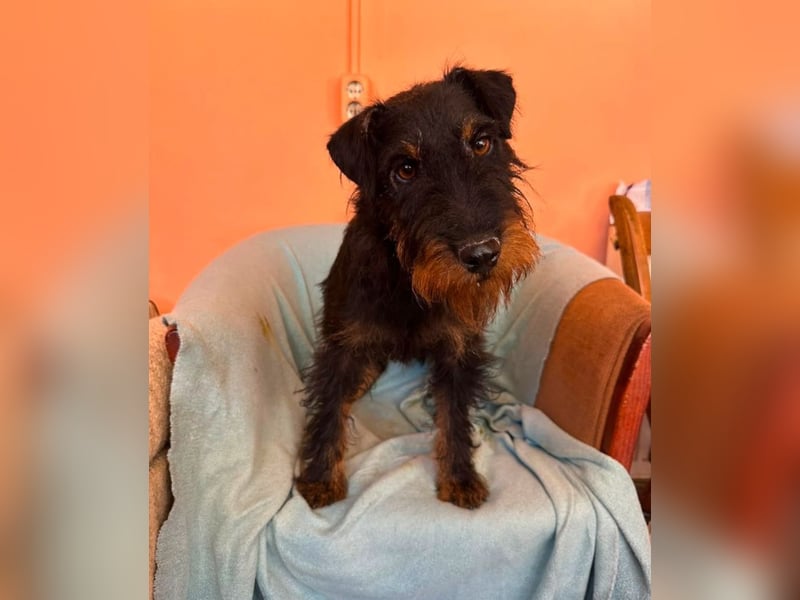 Otis - witziger Kerl sucht Zuhause!