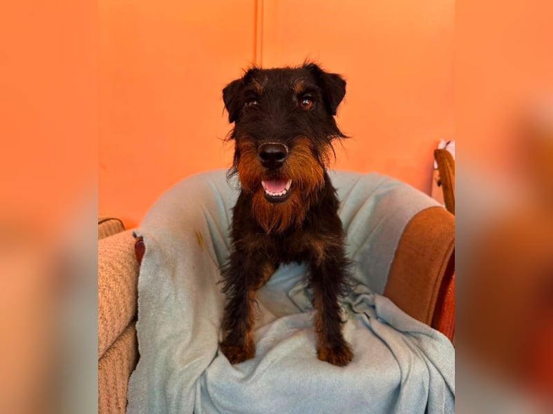 Otis - witziger Kerl sucht Zuhause!