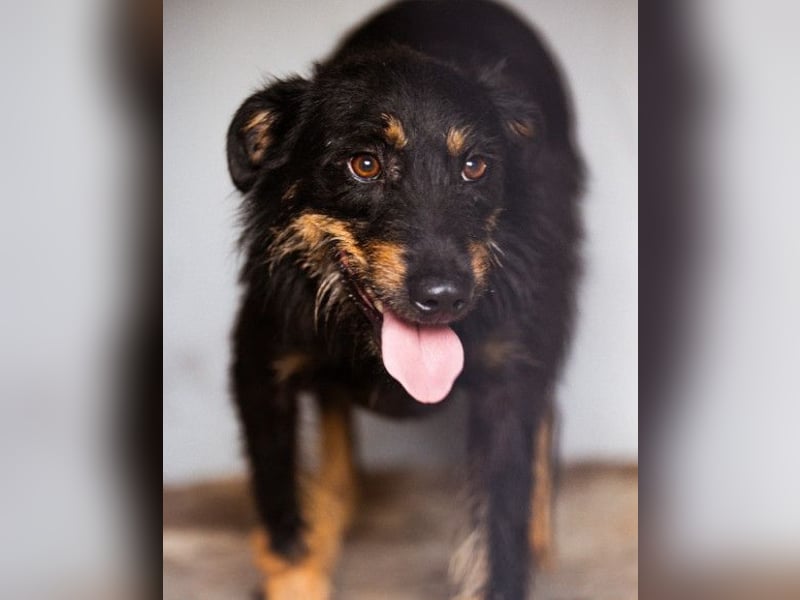 Terrier-Mix Maylo ❤️ sucht viel Liebe + Geborgenheit