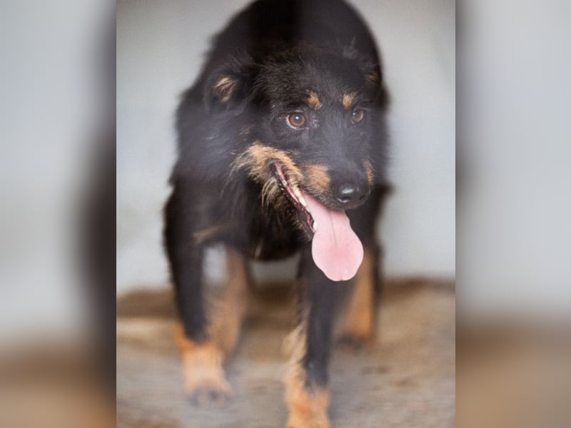 Terrier-Mix Maylo ❤️ sucht viel Liebe + Geborgenheit
