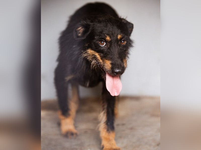Terrier-Mix Maylo ❤️ sucht viel Liebe + Geborgenheit