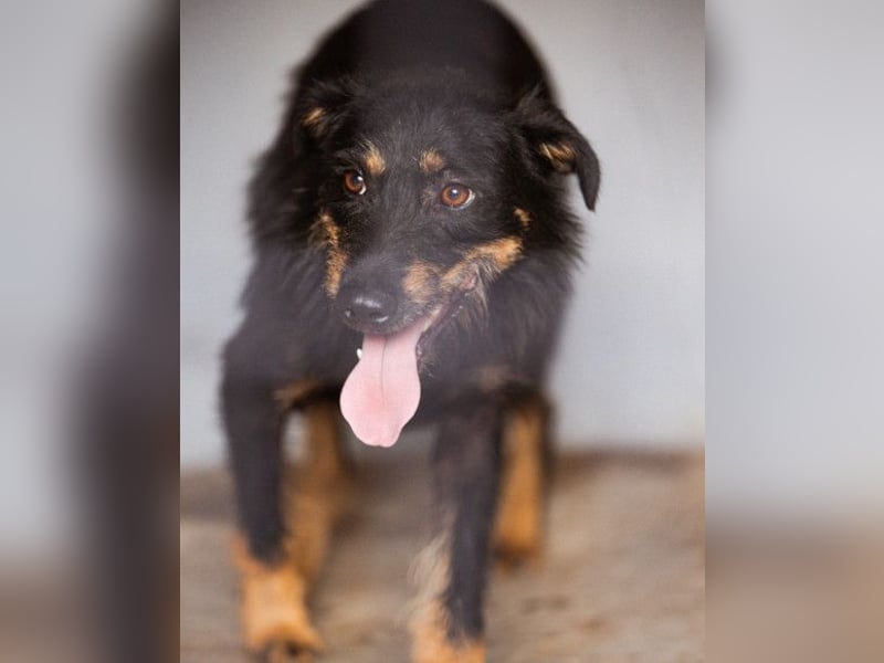 Terrier-Mix Maylo ❤️ sucht viel Liebe + Geborgenheit